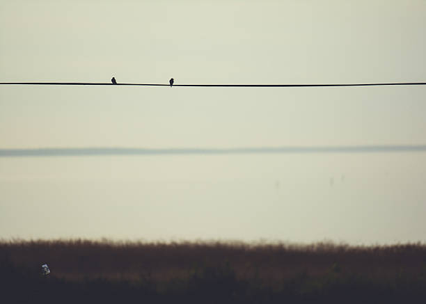 Bird silhouettes on a telefon cable stock photo