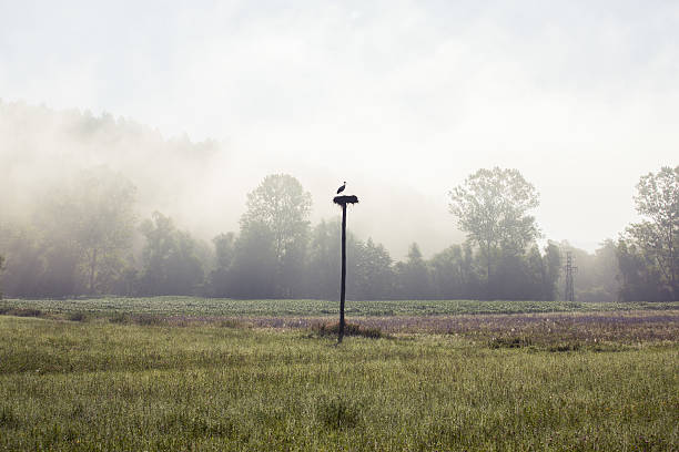 istock Stork nesting on a post in a foggy morning. 528132787