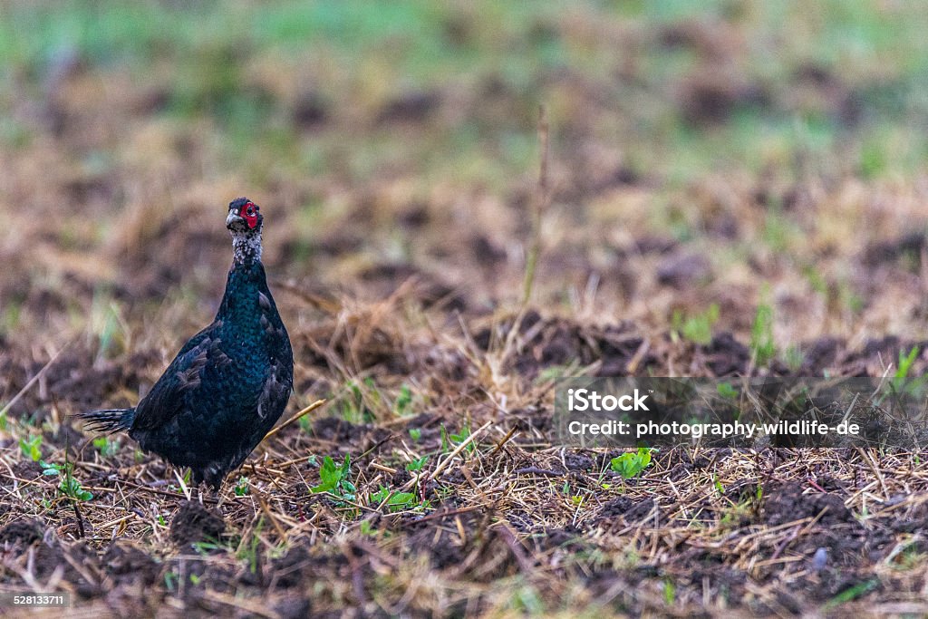 pheasant Here from my series of pheasants Agricultural Field Stock Photo