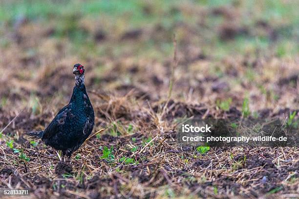 Pheasant Stock Photo - Download Image Now - Agricultural Field, Animal, Animal Wildlife