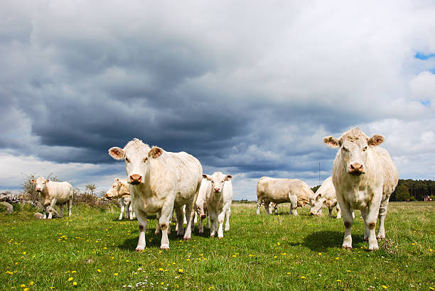 Charolais cattle stock photo