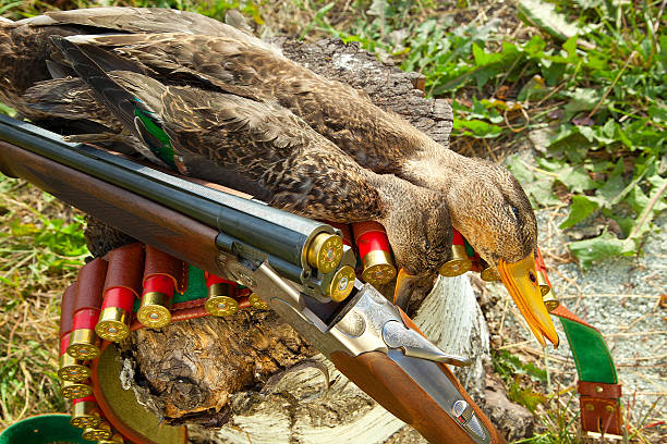 istock Gun, duck and hunting ammunition 528134421