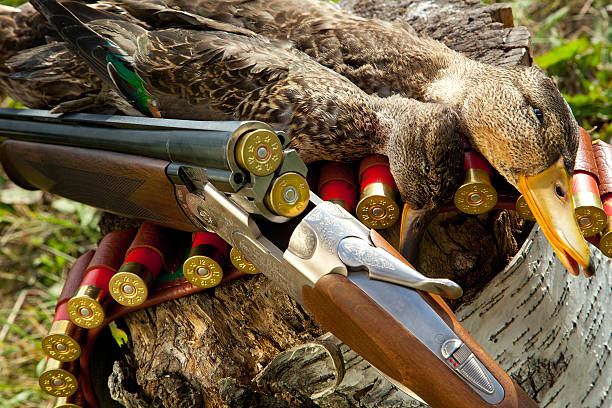 istock Gun, duck and hunting ammunition 528134465