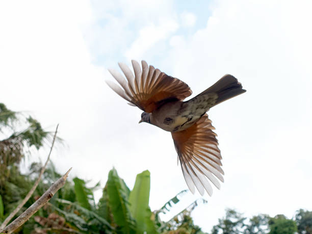 istock Creamy-bellied Thrush photographed from underneath while flying 528134469
