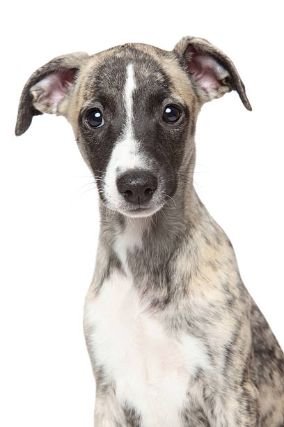 istock Whippet puppy on white background 528134651