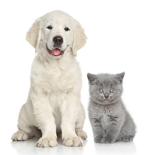 istock Cat and dog together 528134653