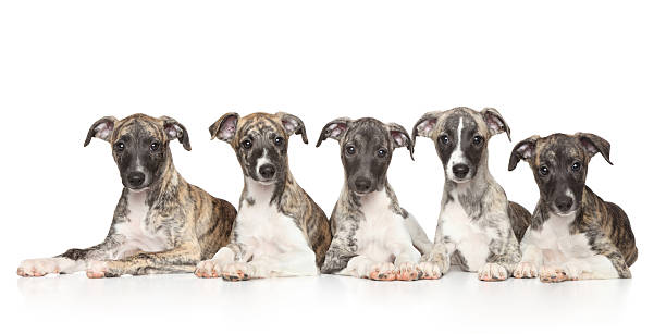 istock Whippet puppies on white background 528134671