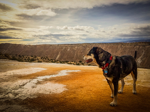 southwest desert landscape in northern new mexico, usa at white mesa in the ojito wilderness with adventure dog.  horizontal mobilestock composition.