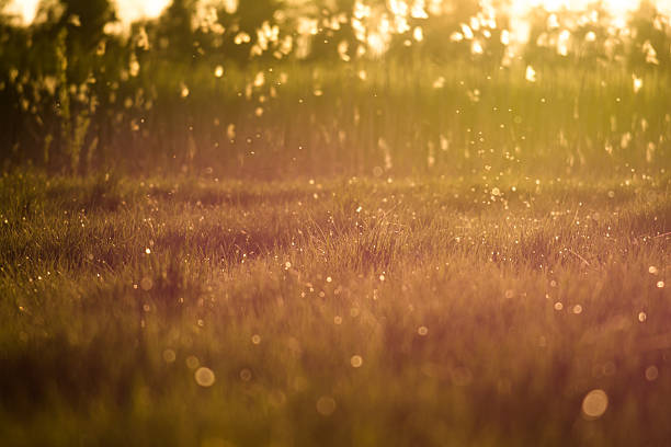 Sunset magical light above a patch of grass stock photo