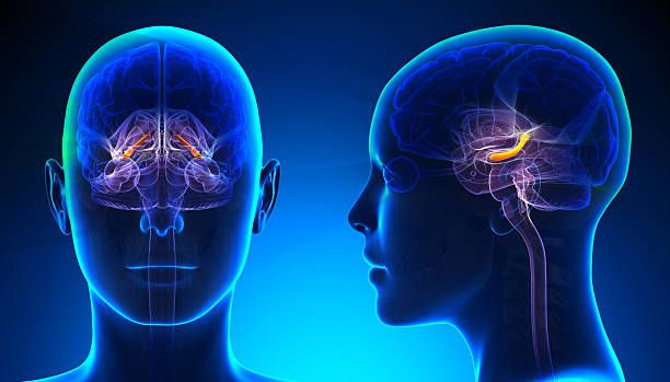 istock Female Hippocampus Brain Anatomy - blue concept 528134985
