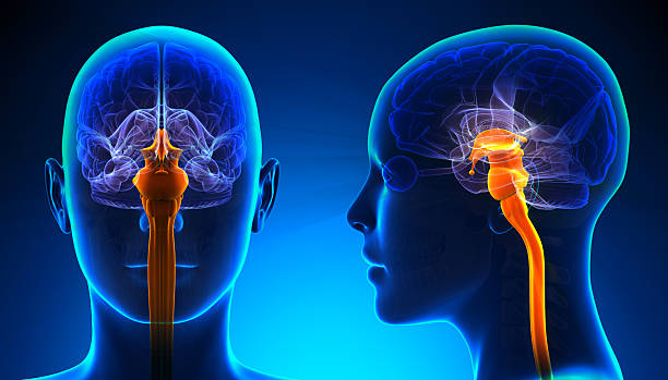 istock Female Spinal Cord Brain Anatomy - blue concept 528134989