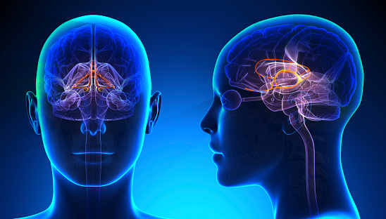 Hembra sistema límbico cerebro azul concepto de anatomía photo