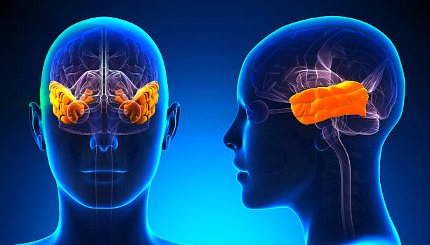 istock Female Temporal Lobe Brain Anatomy - blue concept 528135005