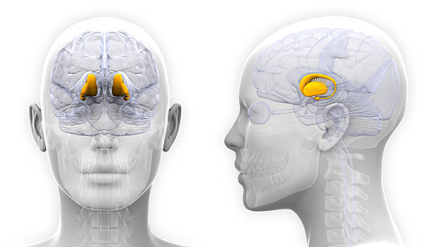 雌 thalamus 脳部位の-白で分離 - hypothalamus ストックフォトと画像