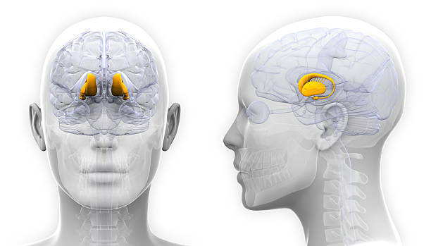 thalamus cérebro feminino anatomia-isolado a branco - hypothalamus imagens e fotografias de stock