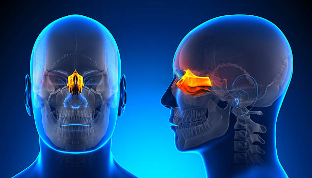 istock Male Ethmoid Skull Anatomy - blue concept 528136179