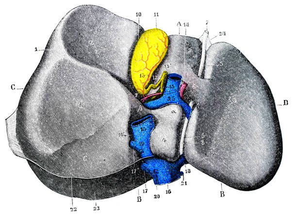 アンティークの医療科学イラストレーション高分解能: 肝臓 - engraved image engraving liver drawing点のイラスト素材／クリップアート素材／マンガ素材／アイコン素材