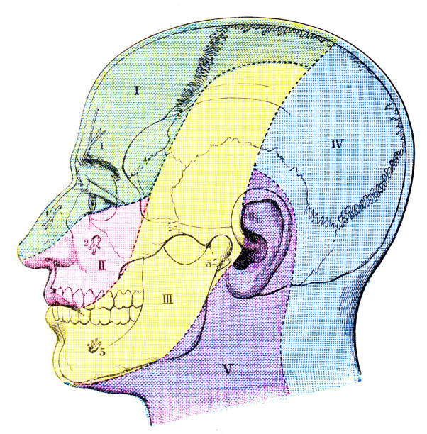 istock Antique medical scientific illustration high-resolution: Head sensory zones 528137169
