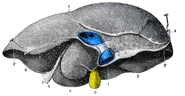 illustrations, cliparts, dessins animés et icônes de antique scientifique médicale illustrations haute résolution: foie - engraved image engraving liver drawing