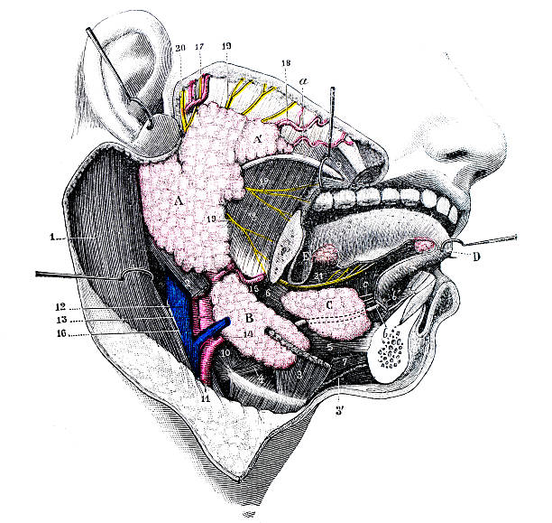 ilustraciones, imágenes clip art, dibujos animados e iconos de stock de anticuario científica médica ilustración de alta resolución: glándula salival - salivary gland