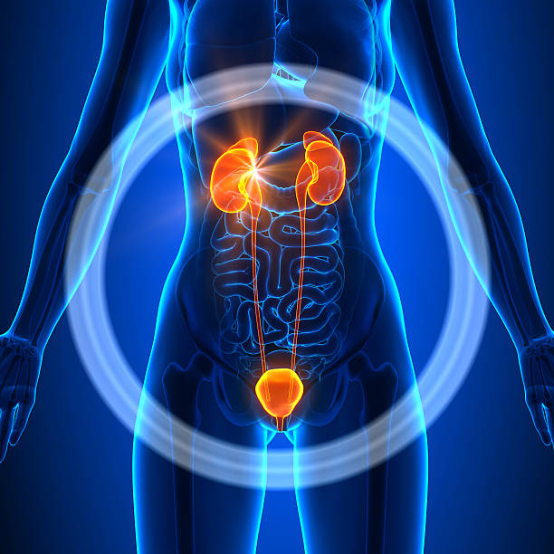 istock Urinary System - Female Organs - Human Anatomy 528137411
