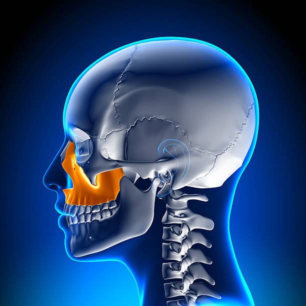 istock Female Maxilla - Skull Anatomy 528137451