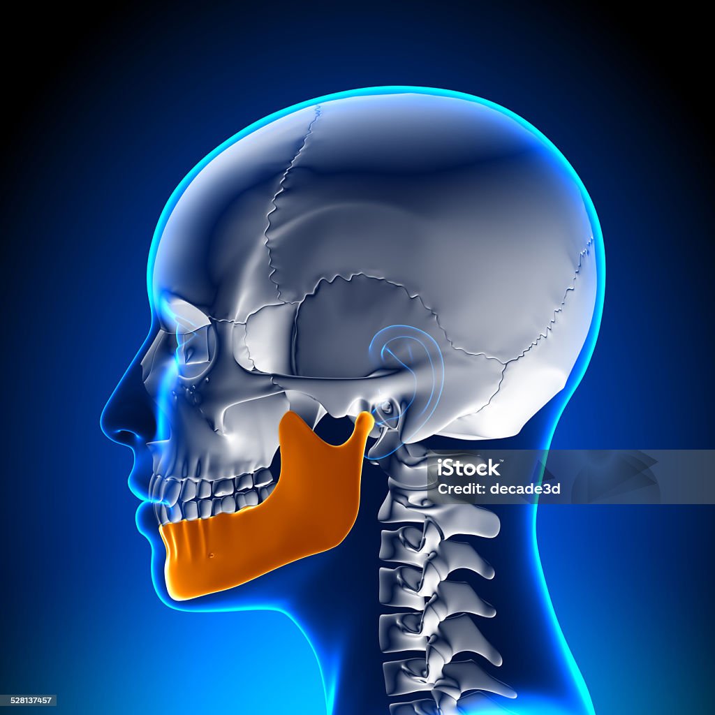 Female Mandible - Jaw Anatomy Anatomy Stock Photo