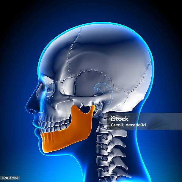 Female Mandible Jaw Anatomy Stock Photo - Download Image Now - Anatomy, Biology, Blue