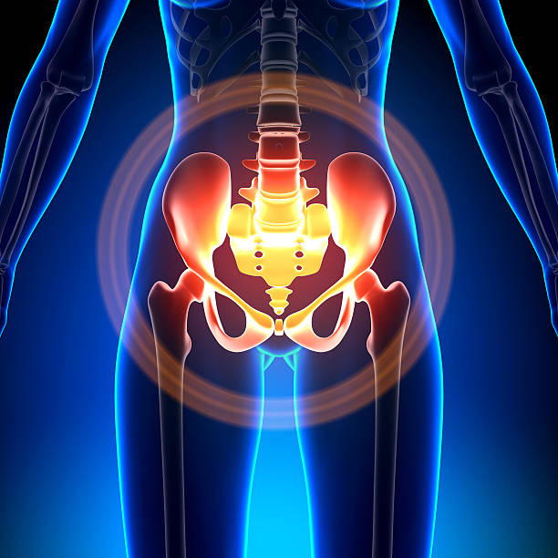 femmina fianco/sacro/pubis-ossa di anatomia - human groin foto e immagini stock