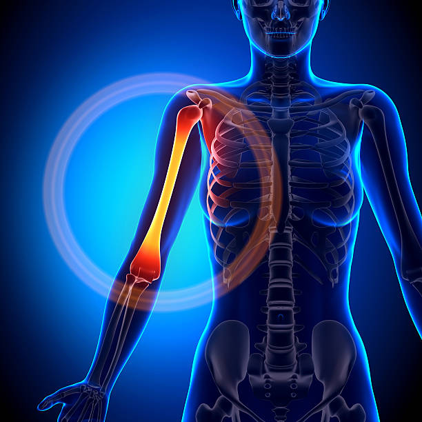 istock Female Humerus - Anatomy Bones 528137515