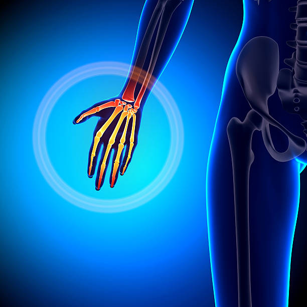 istock Female Palm - Anatomy Bones 528137519