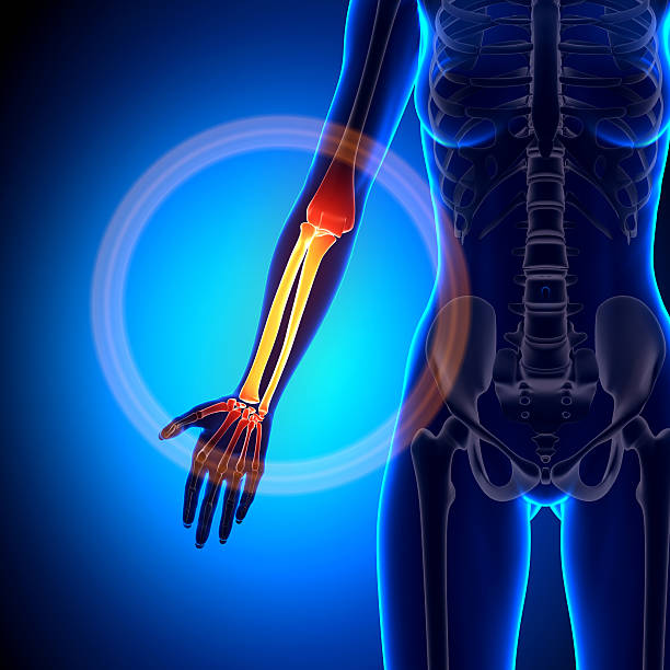 istock Female Radius / Ulna - Forearm - Anatomy Bones 528137523