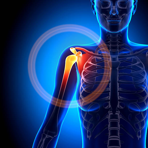 istock Female Shoulder / Scapula / Clavicle - Anatomy Bones 528137527