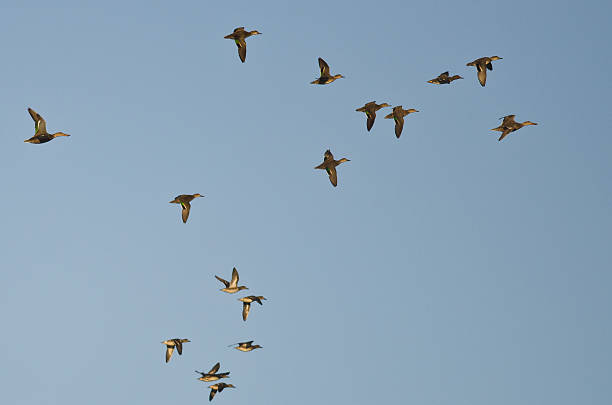 istock Flock of Green-Winged Teal Flying in a Blue Sky 528137655