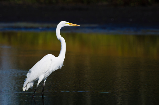 Great Egret Hunting for Fish in Autumn