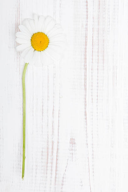 istock daisy flower on white wooden background 528145653