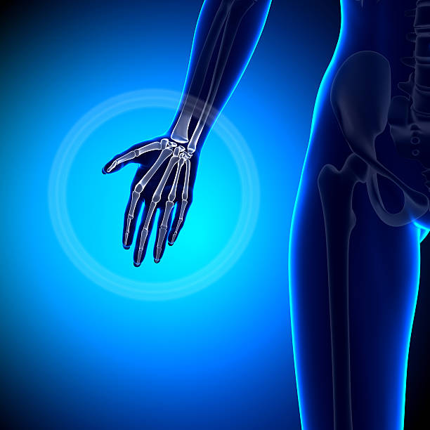 istock Female Hand - Anatomy Bones 528145689
