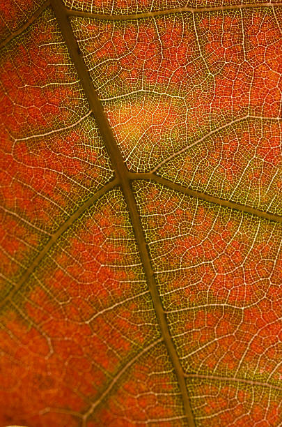 istock Nature Abstract - Cells and Veins of a Dying Leaf 528145783