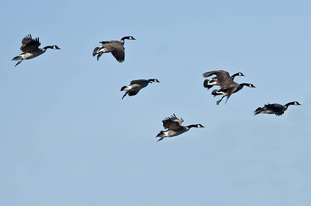 istock Flock of Canada Geese Flying in a Blue Sky 528145787