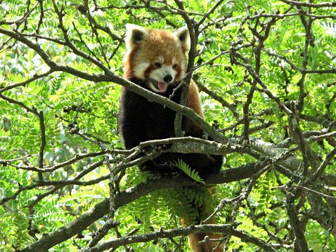 Red panda in a tree with its mouth open.
