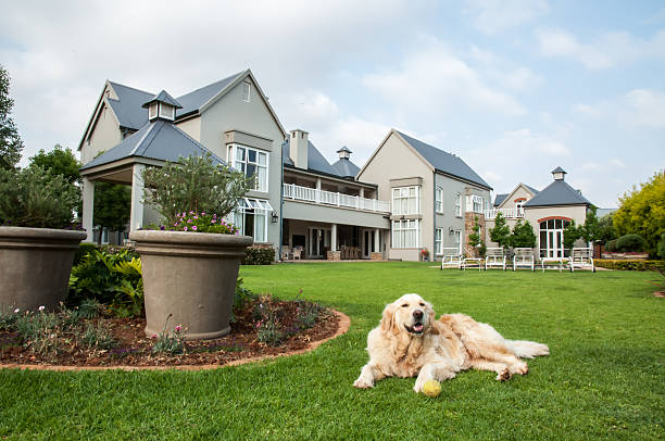 istock Golden Retriever Relaxing 528146823
