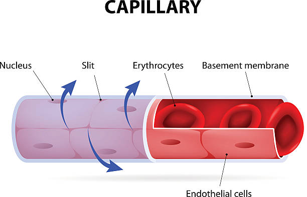 Capillary. blood vessel. labelled Capillary. blood vessel. labelled. Vector Diagram endothelial stock illustrations