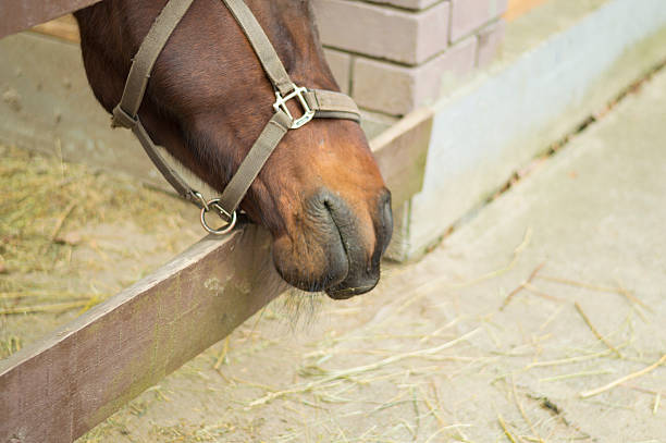 istock head of a horse in the stables 528148421