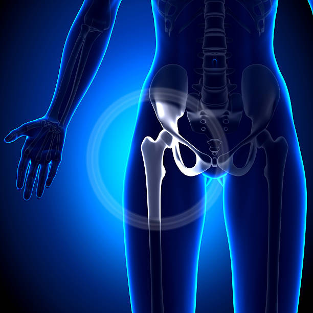 istock Female Hip Joint - Anatomy Bones 528149035