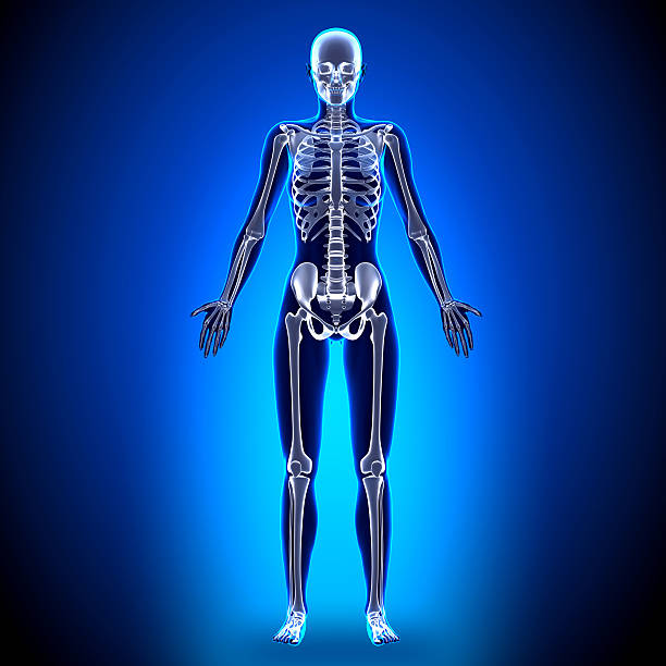 istock Female Full Skeleton - Anatomy Bones 528149041