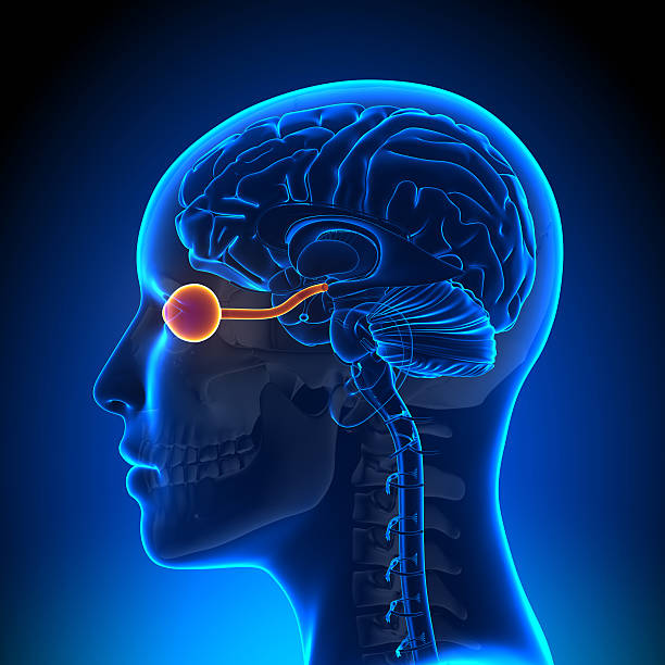 istock Female Opticla Nerve - Anatomy Brain 528149051