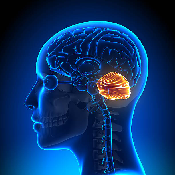 istock Female Cerebellum - Anatomy Brain 528149053