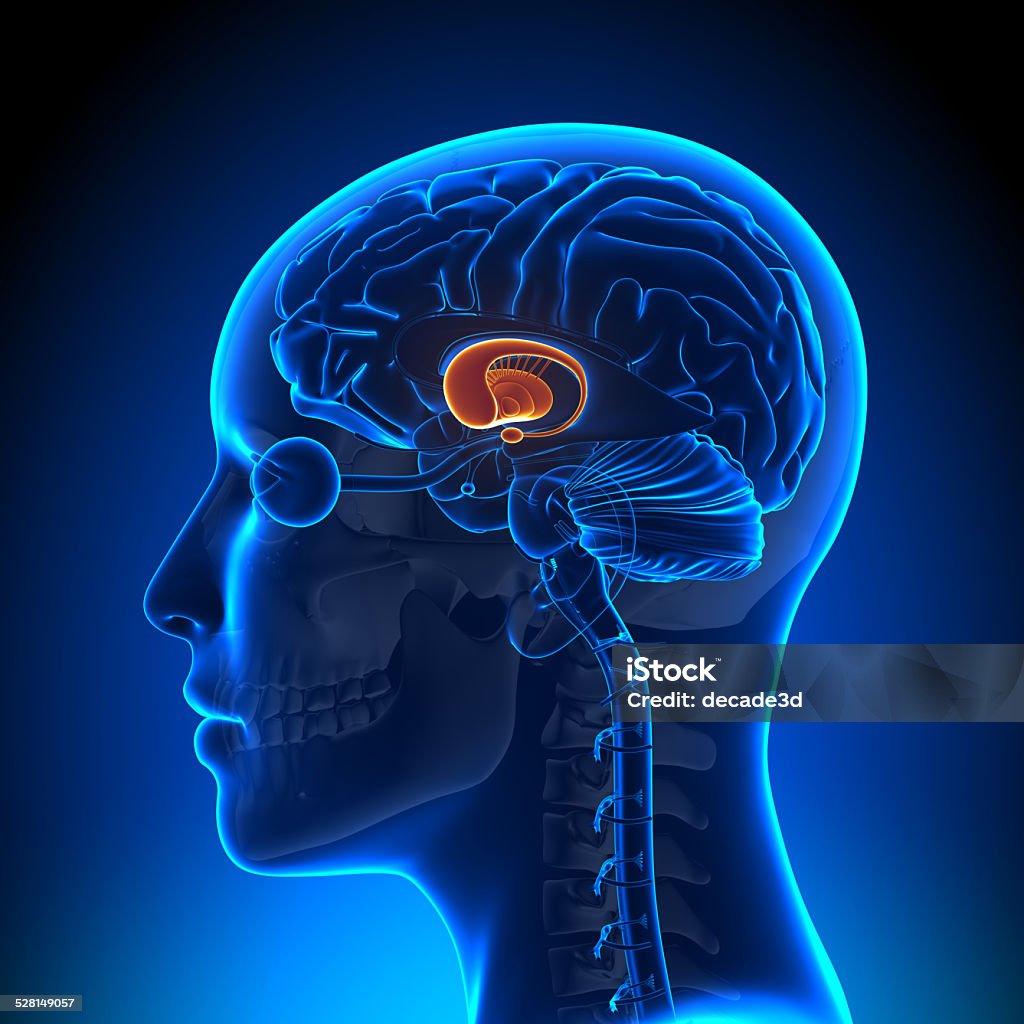 Female Basal Ganglia - Anatomy Brain Amygdala Stock Photo
