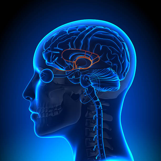 sistema límbico hembra de anatomía cerebro - brain human spine brain stem cerebellum fotografías e imágenes de stock