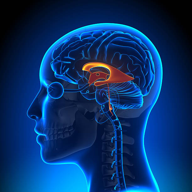 Blue brain object and red notification symbol on white background. Horizontal composition with clipping path. Side view.